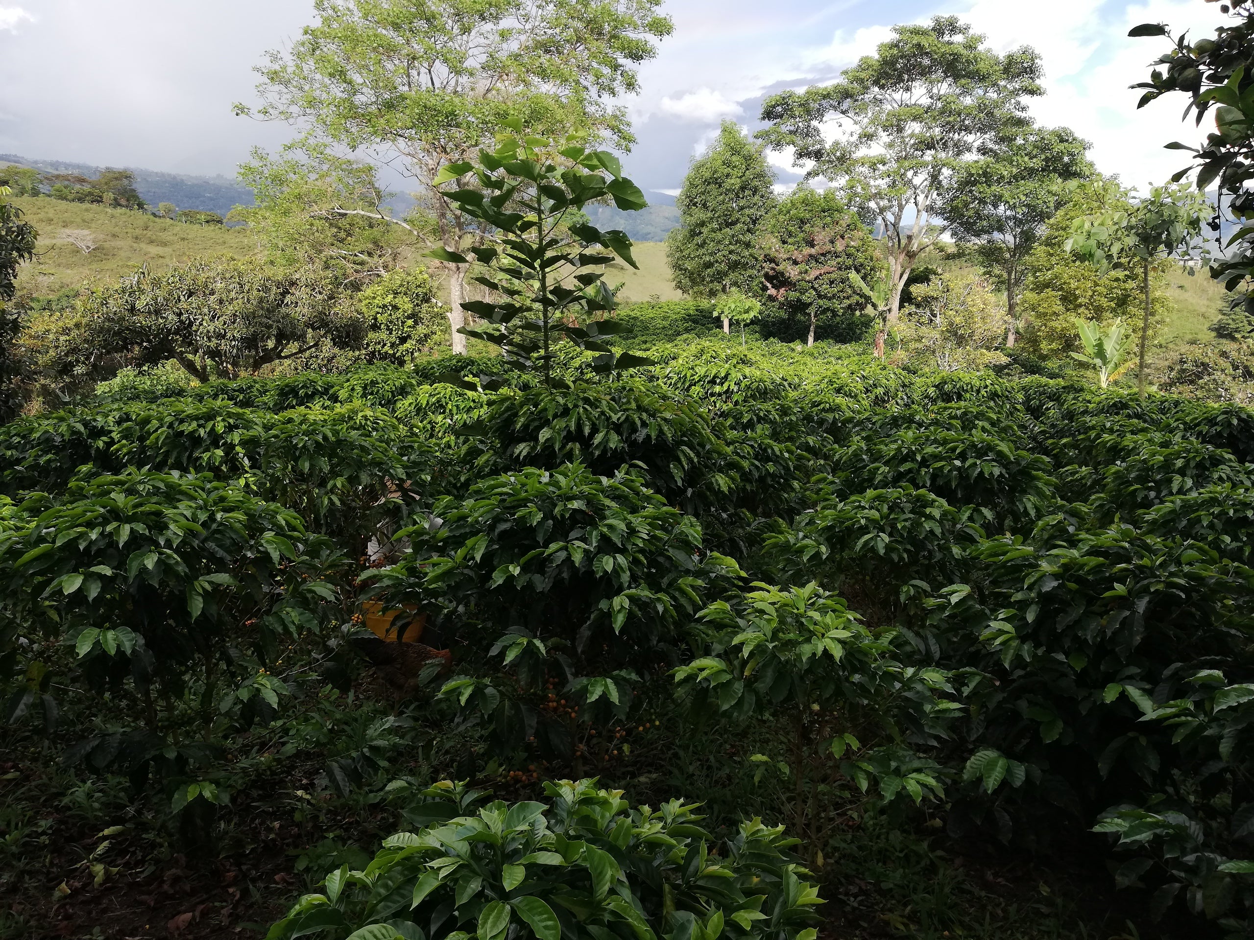 Cargar video: Volver a Origen. Descubre más sobre la calidad de nuesrto grano verde de café.